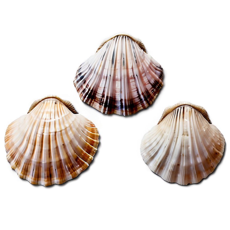 Seashells Collection Png 06132024 PNG