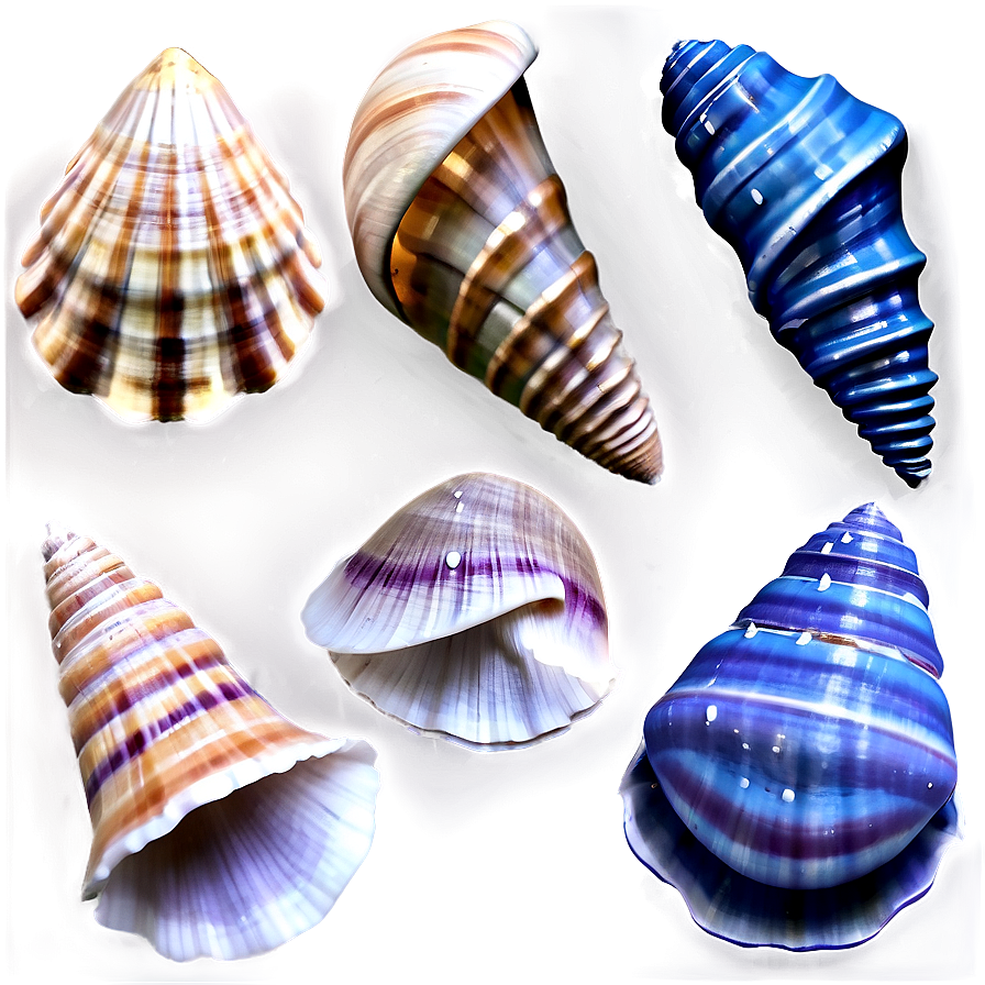 Seashells D PNG