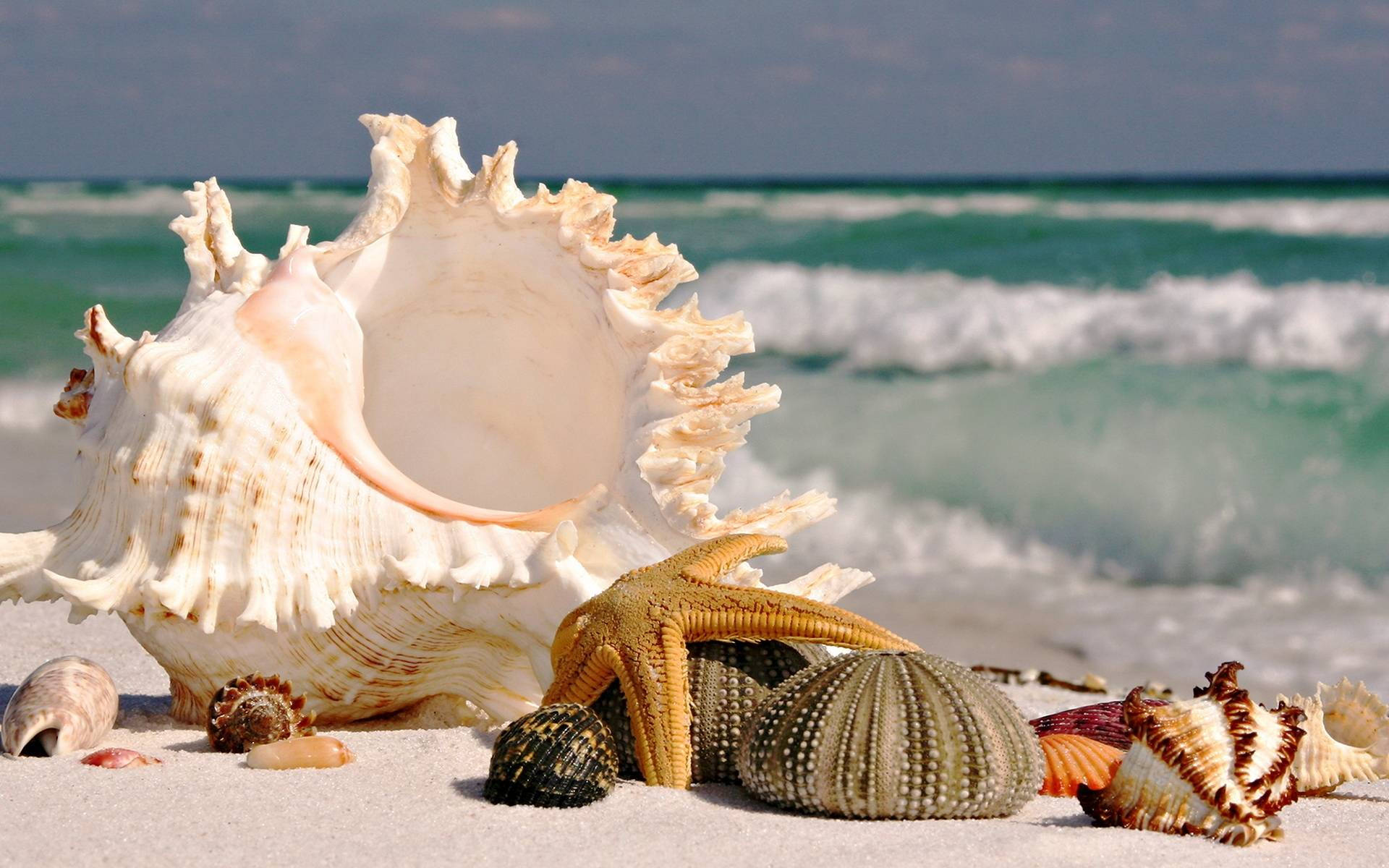 Seashells On A Beautiful Beach Wallpaper