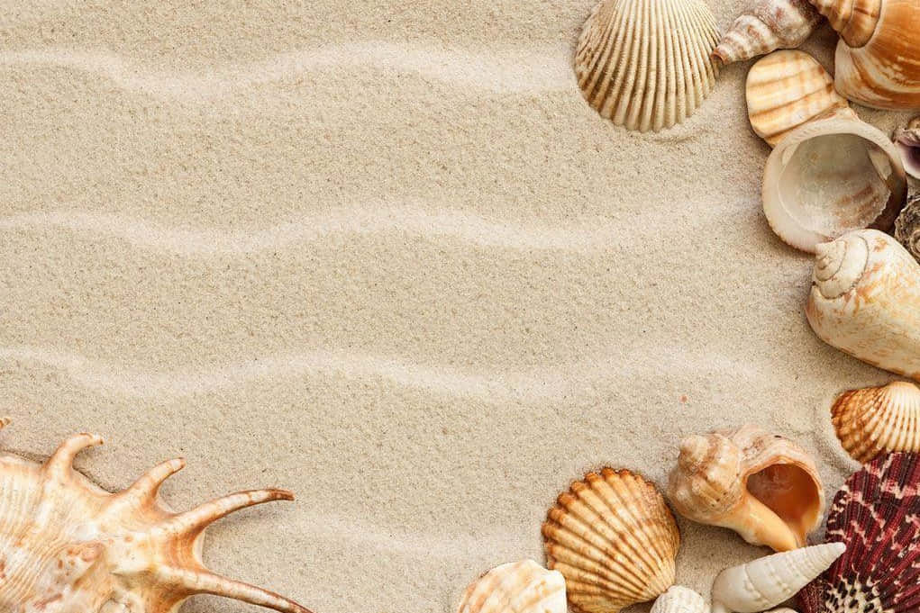 Seashells On Sand Beige Aesthetic Background