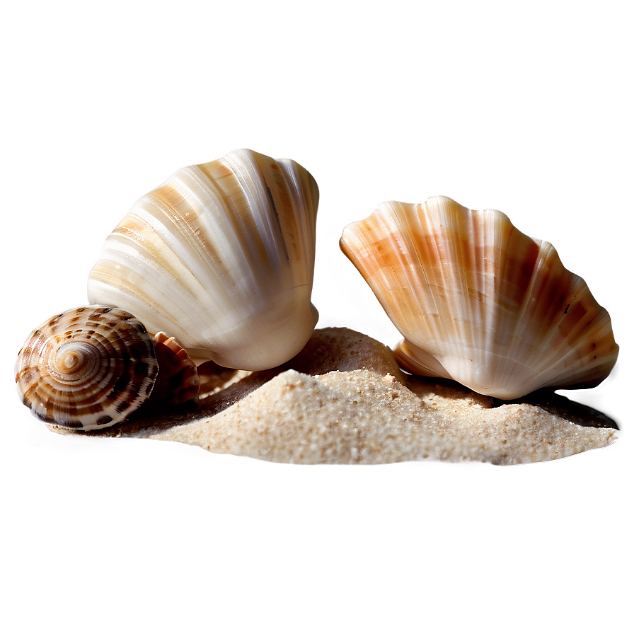 Seashells On Sandy Beach Png 85 PNG