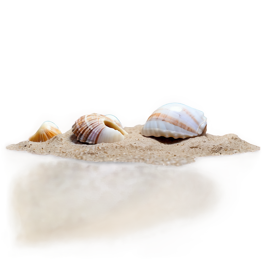 Seashells On Sandy Beach Png Jxe34 PNG