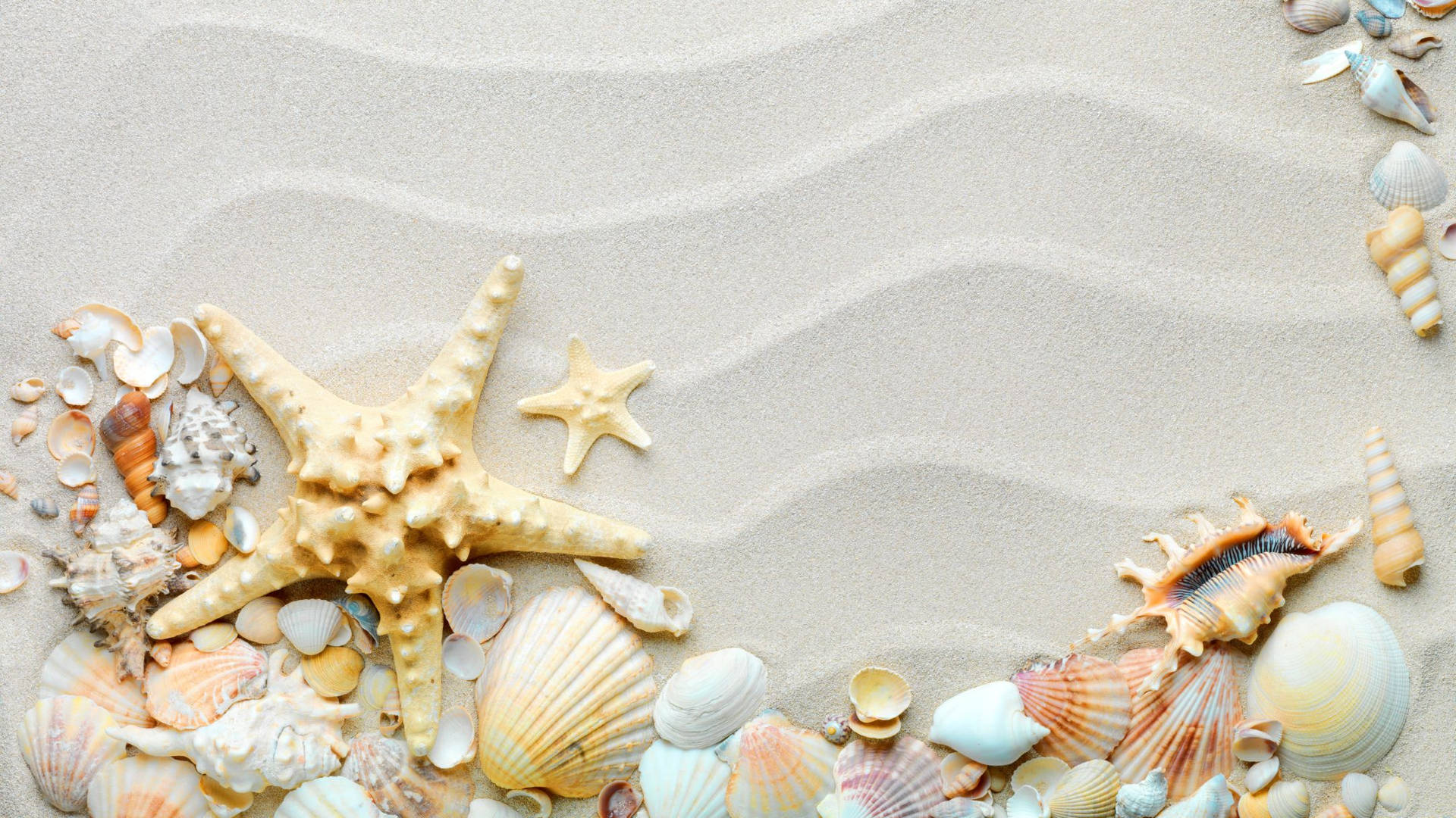 Seashells On White Beach Wallpaper