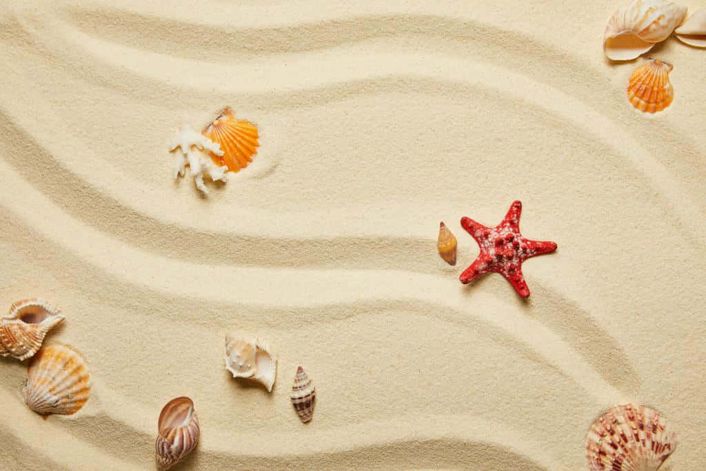 Seashells With Corals And Starfish Wallpaper