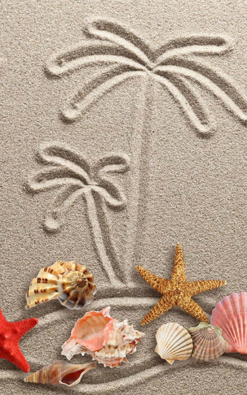 Seashells With Palm Tree Drawing On The Sand Wallpaper
