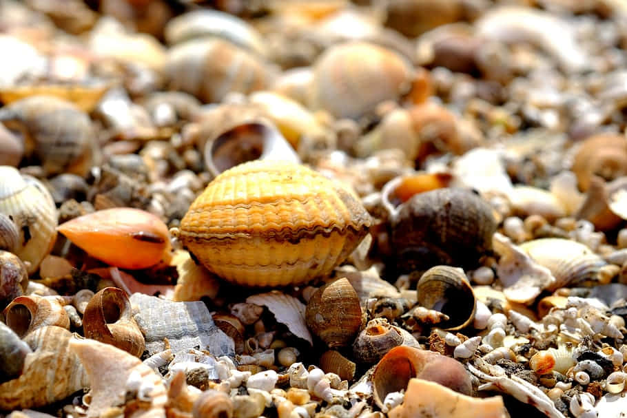 Seashore Cockle Among Shells Wallpaper