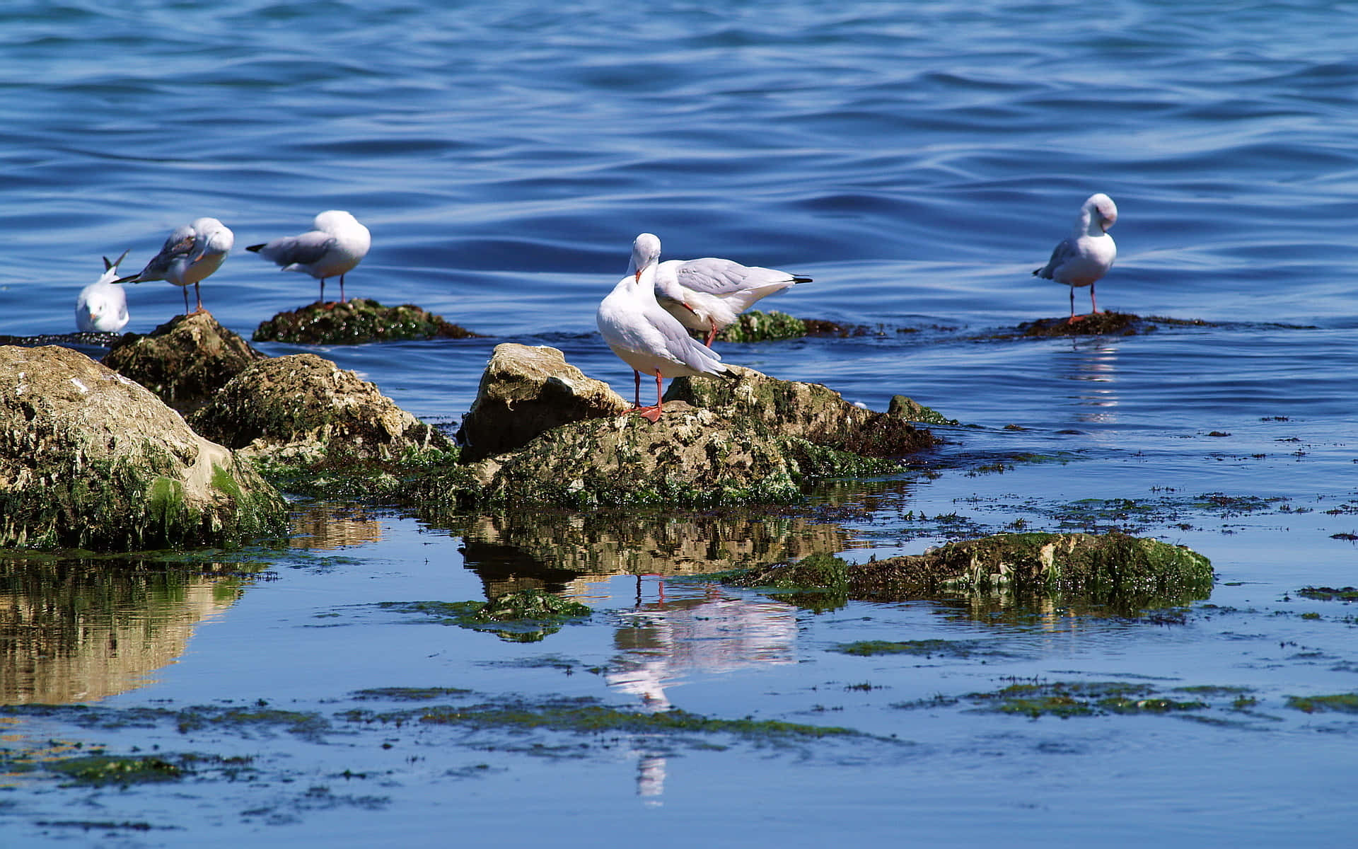 Seaside Gulls Restingon Rocks.jpg Wallpaper