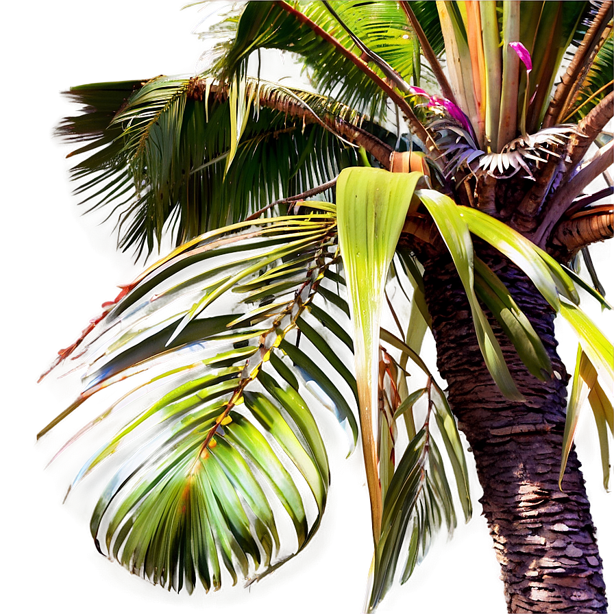 Seaside Palms View Png Ako13 PNG