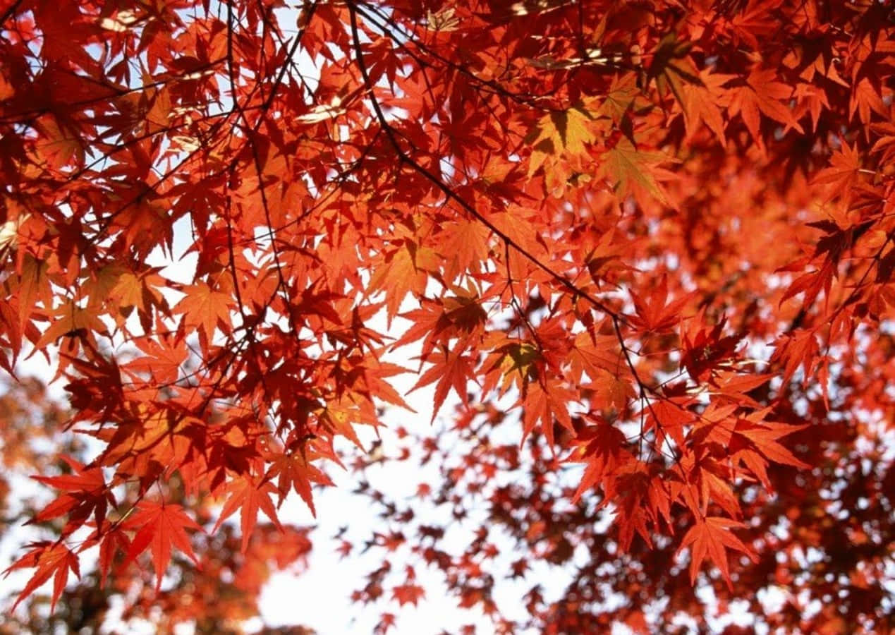 Sæsonbetonede efteråret blade rød Wallpaper