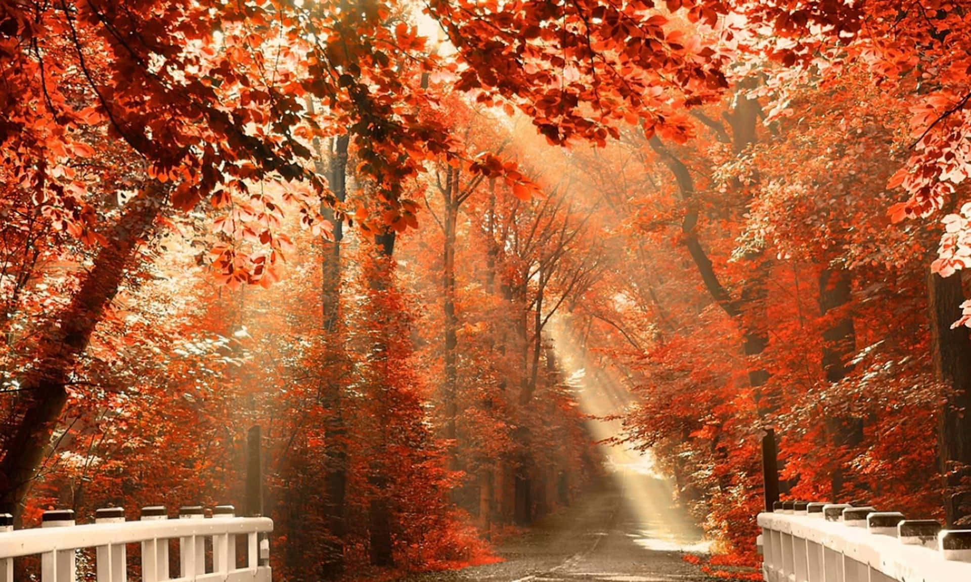 Enjoy The Beauty Of Nature During The Seasonal Change Wallpaper