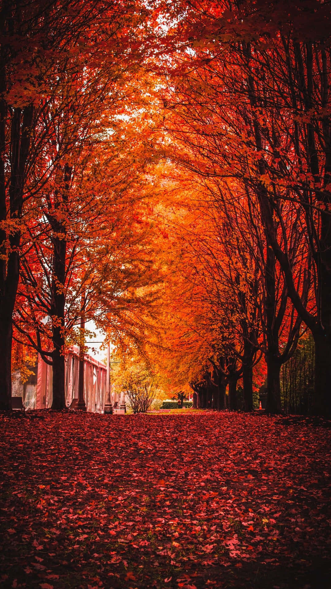 Herbstlichebaumblätter Rot Wunderbar Wallpaper