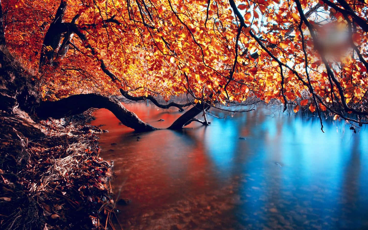 Saisonalbaum Fluss Herbst Wallpaper