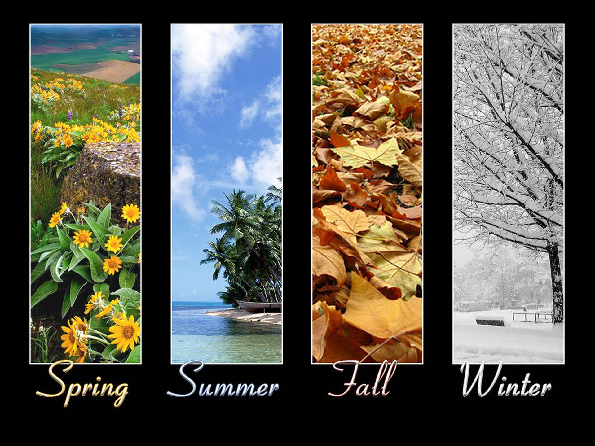 Seasons In Collage Wallpaper