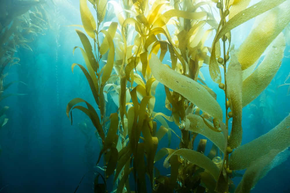 Vibrant Underwater Seaweed Garden