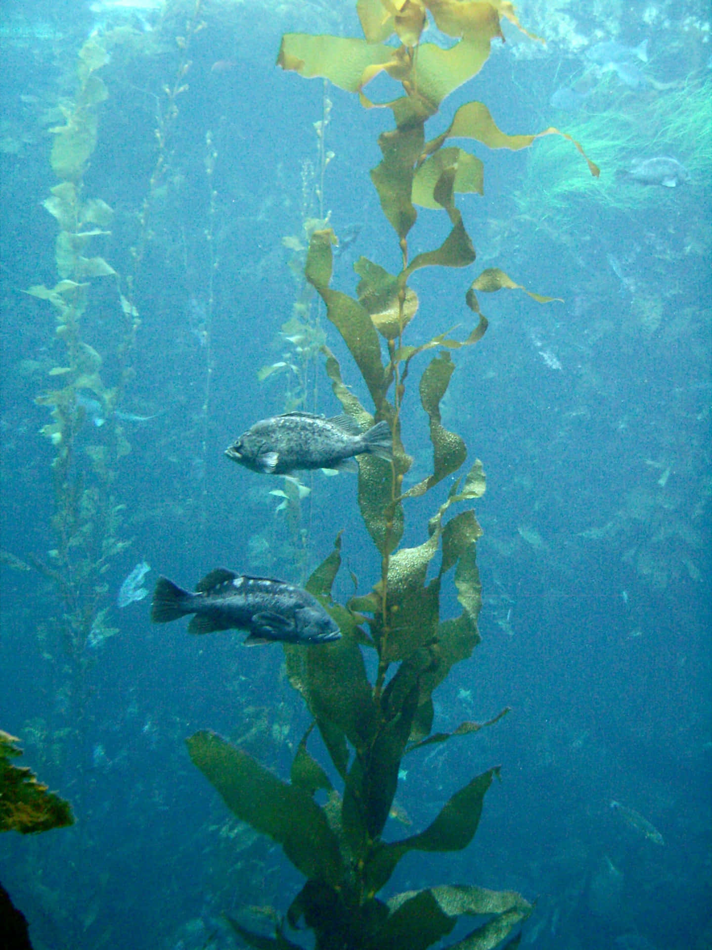 Captivating Underwater Seaweed Adventure
