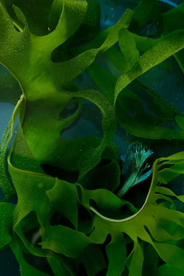Vibrant Underwater Seaweed Garden