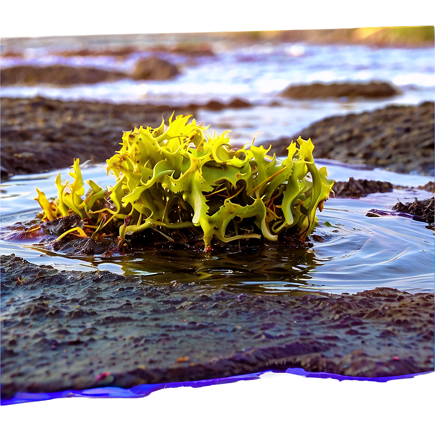 Seaweed In Rock Pool Png 40 PNG