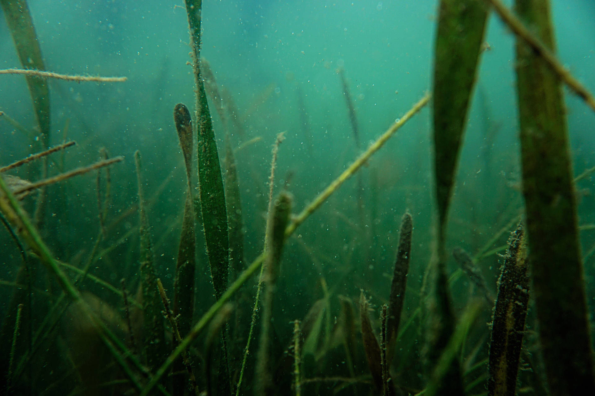 Plantade Alga Marina En Tono Verdiazul Bajo El Agua Fondo de pantalla