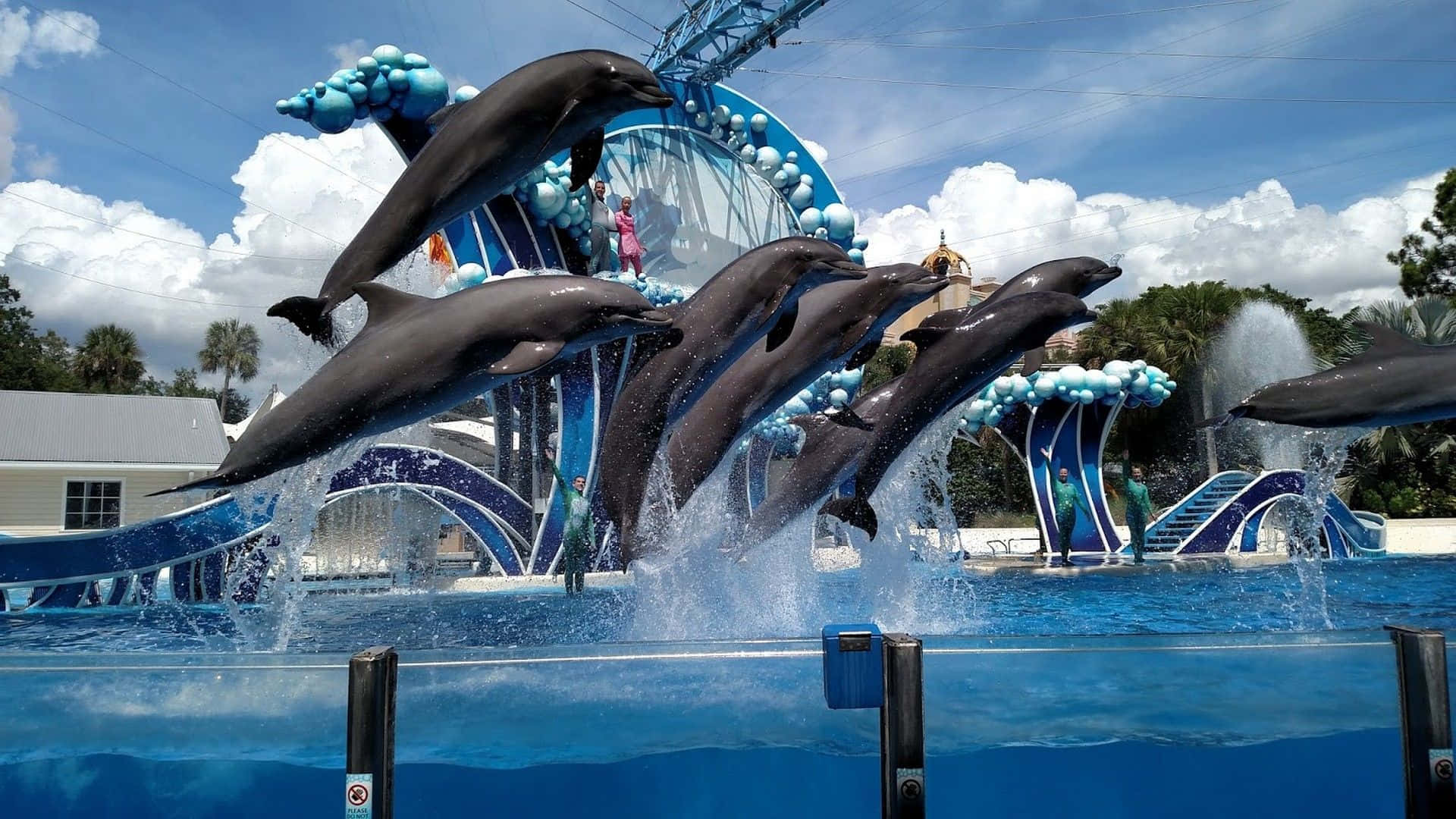 Taett Dyk Med Delfinerna På Seaworld