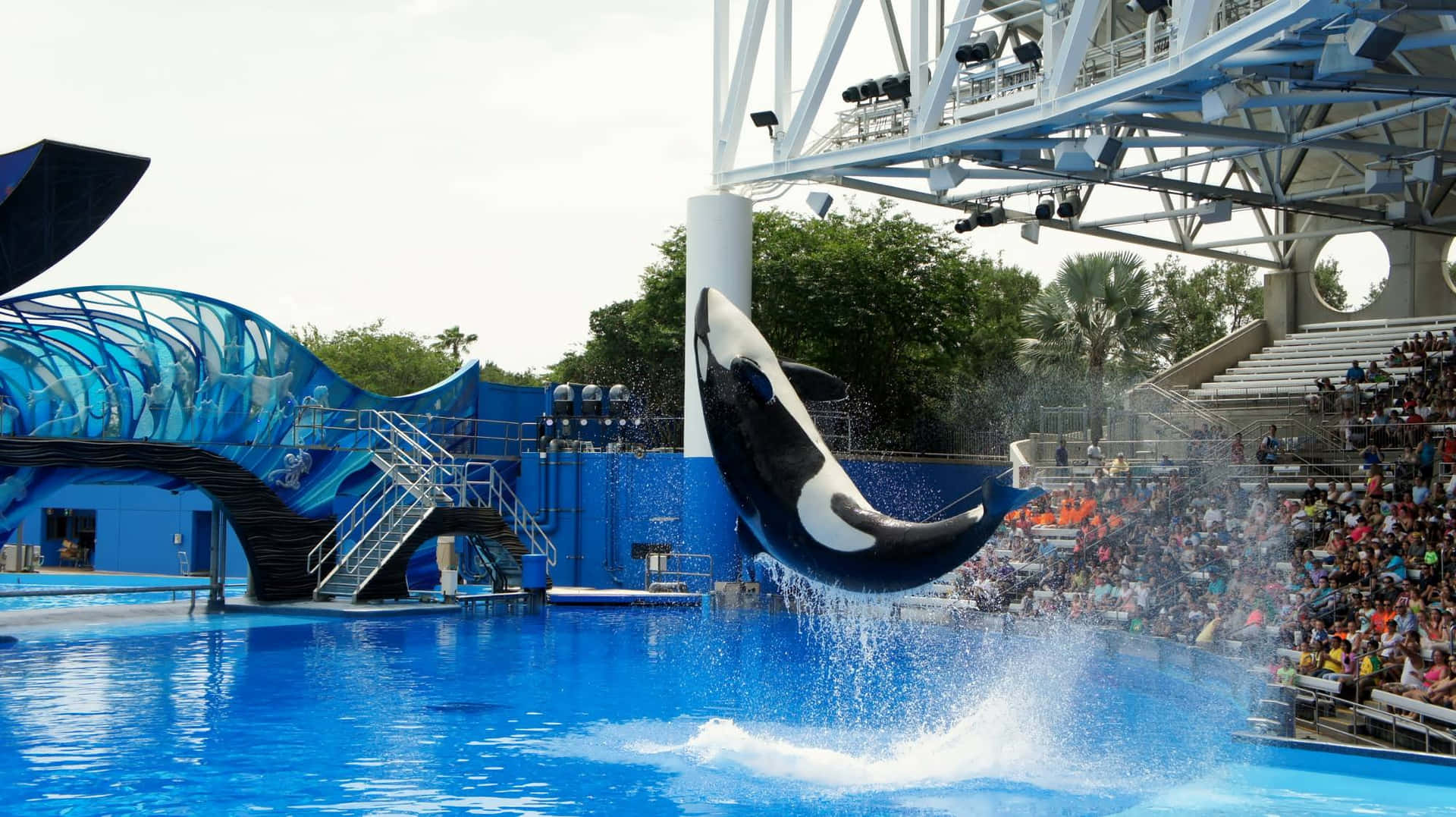 Dive into Seaworld and Get Ready to Make a Splash!