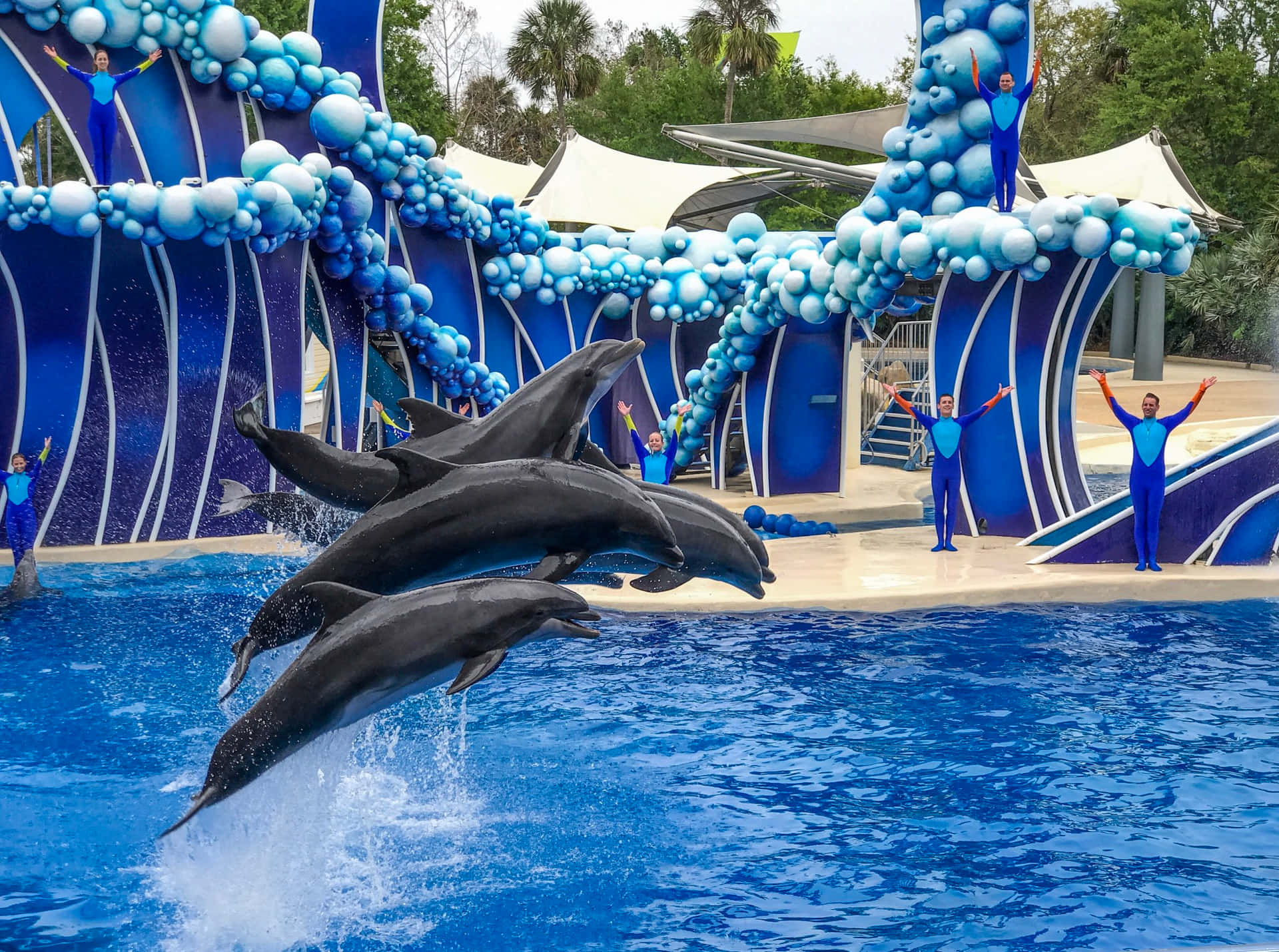 Dolphins Jumping In An Aquarium With Blue Balloons