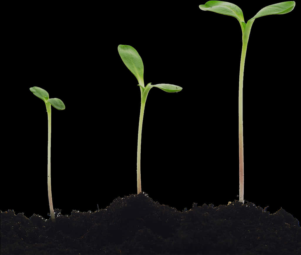 Seedling Growth Stages PNG