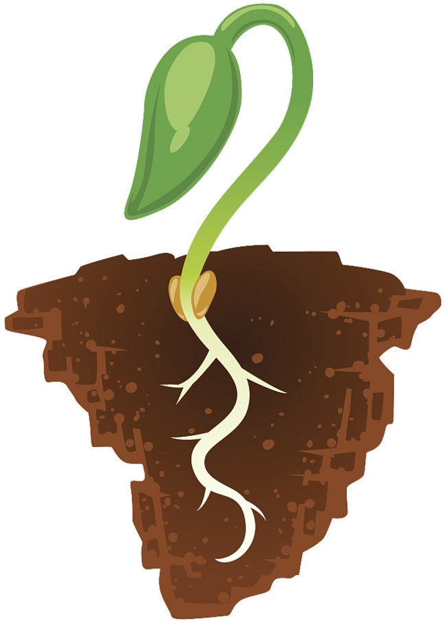 Seedling Growthin Soil Illustration PNG