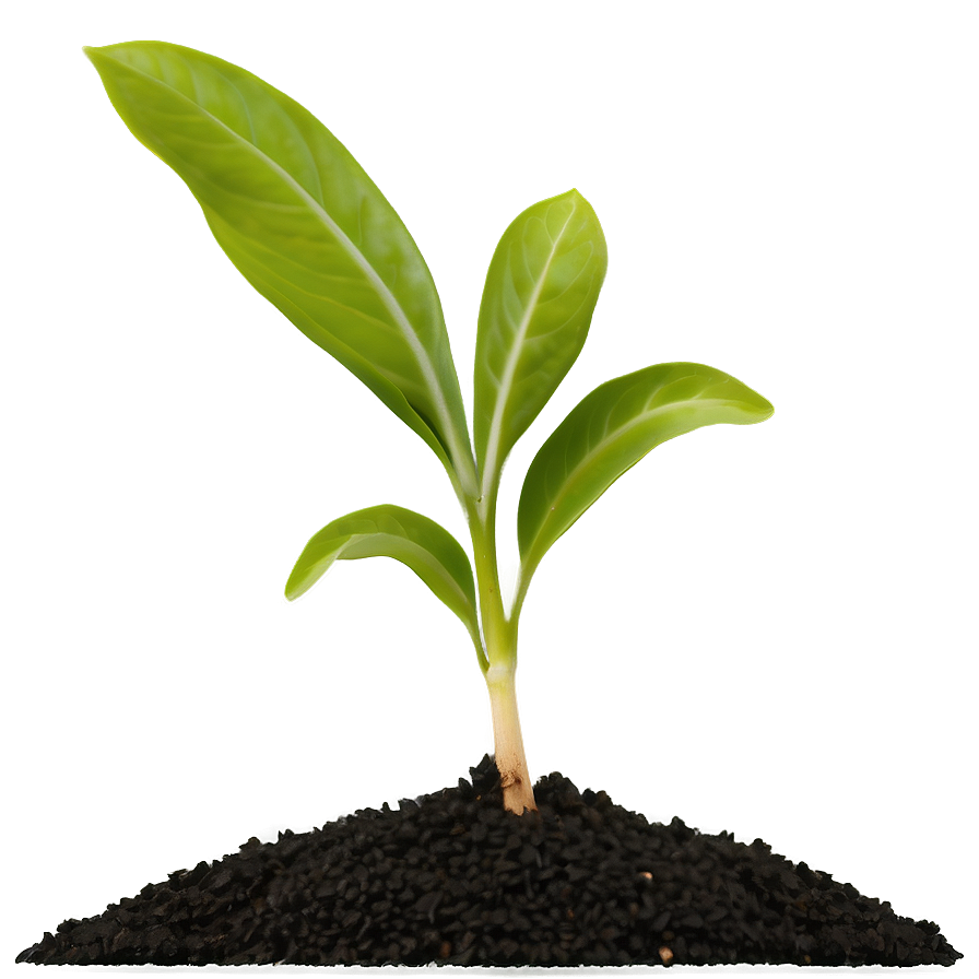 Seedling Plant Png Jsk5 PNG