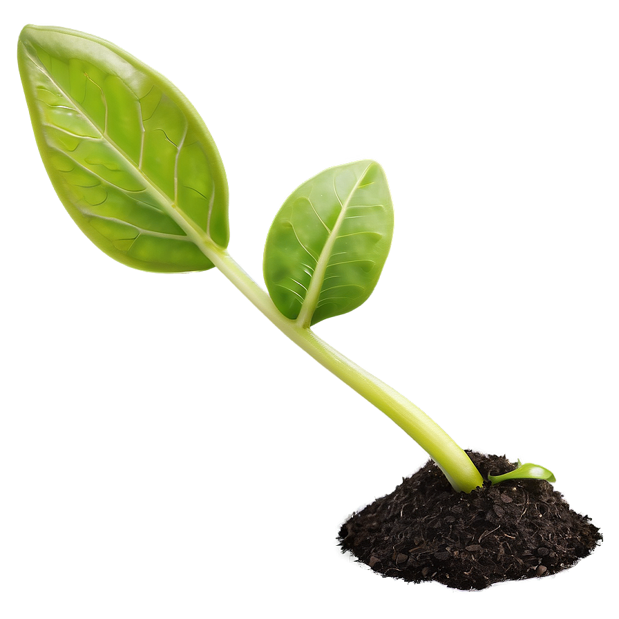 Seedling Sprout Png 06132024 PNG