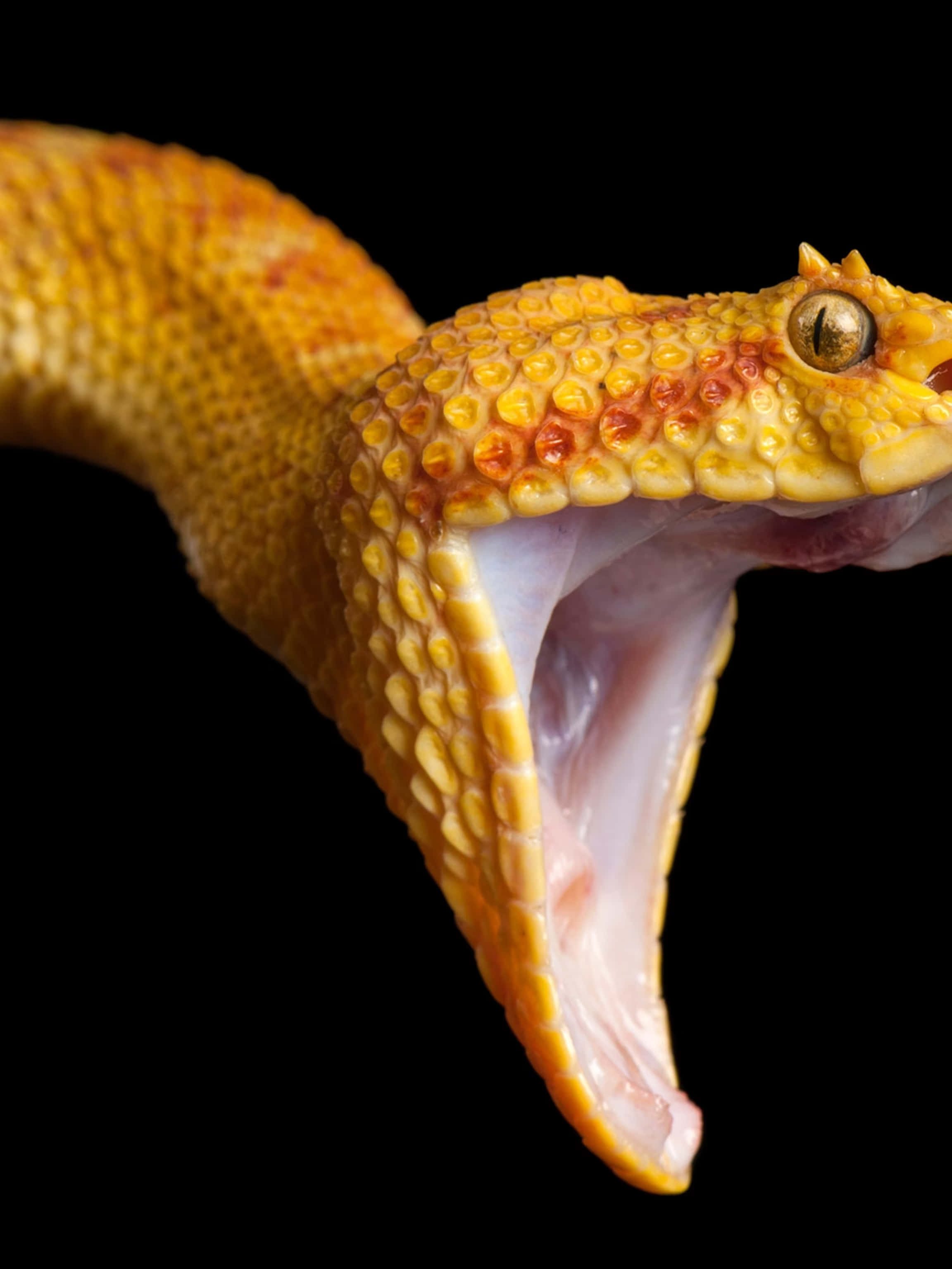 Seeing Double Picture — A vivid close-up of a yellow snake with orange spots gaping its mouth against a stark black background.