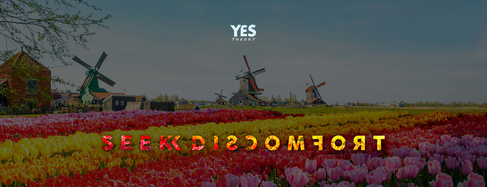 A Photo Of Tulips And Windmills With The Words, Comfort Is Comfort Wallpaper