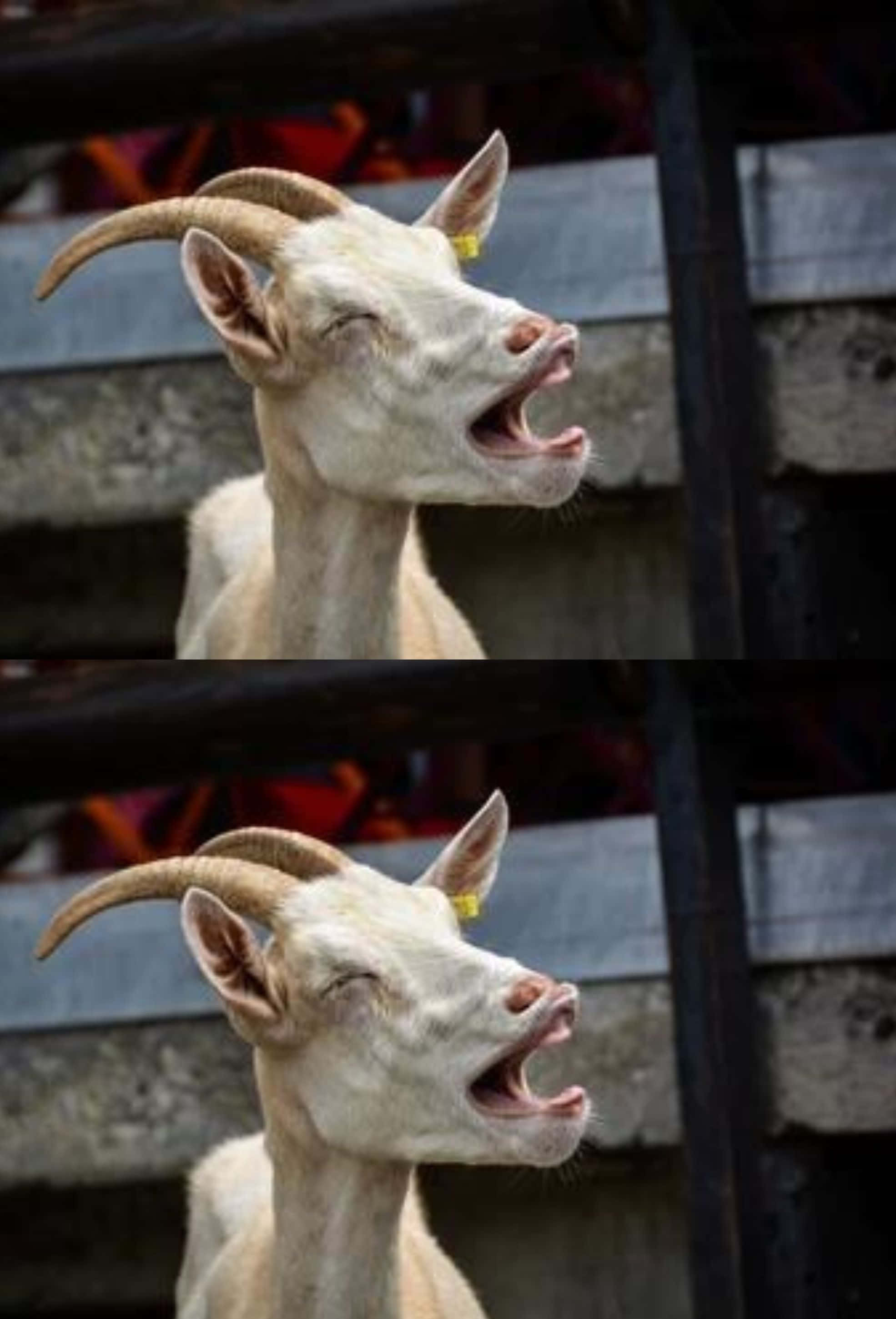 Seekor Kambing Muda Yang Ceria Melompat Di Ladang Terbuka. Wallpaper