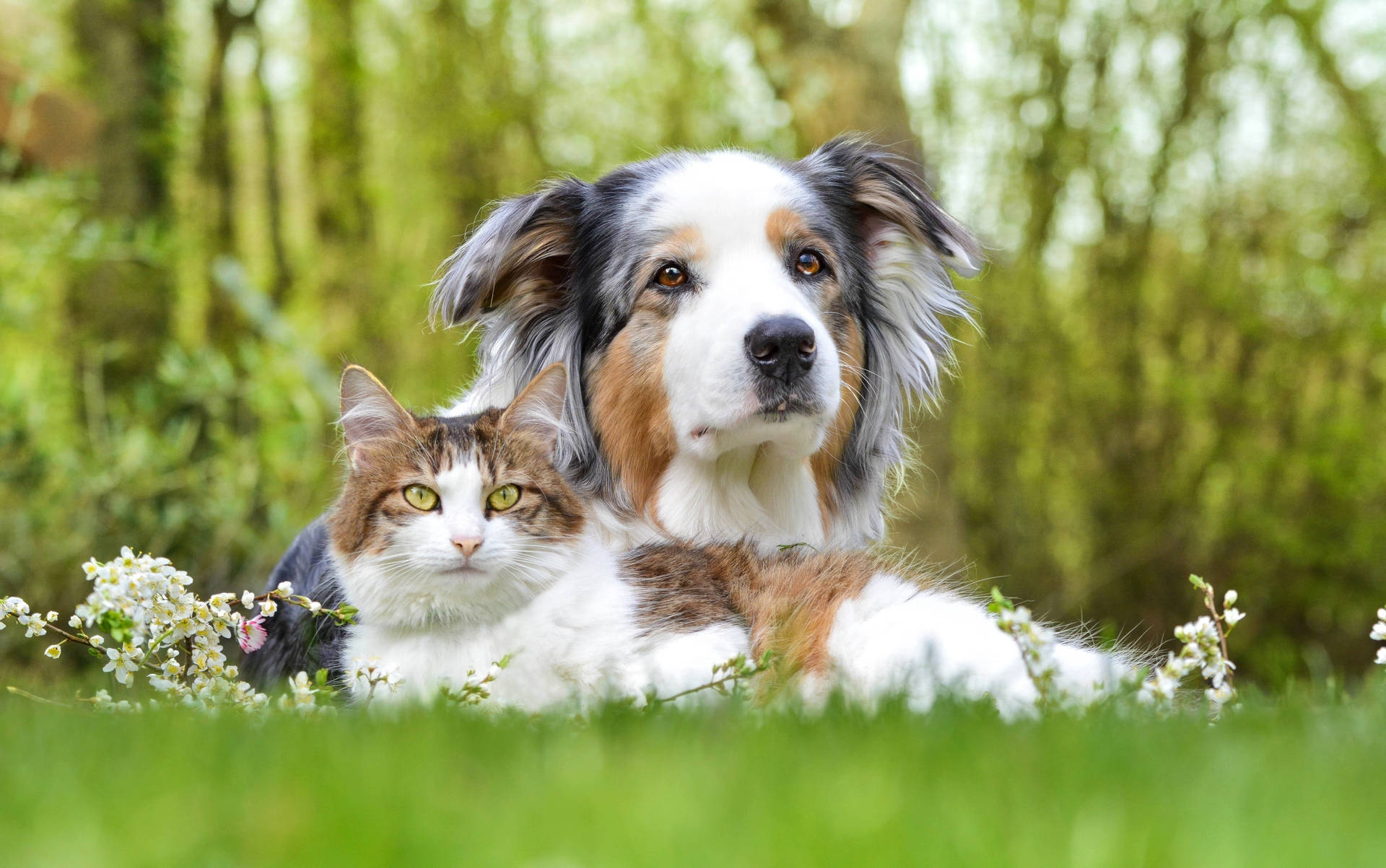 Selective Cat And Dog Wallpaper