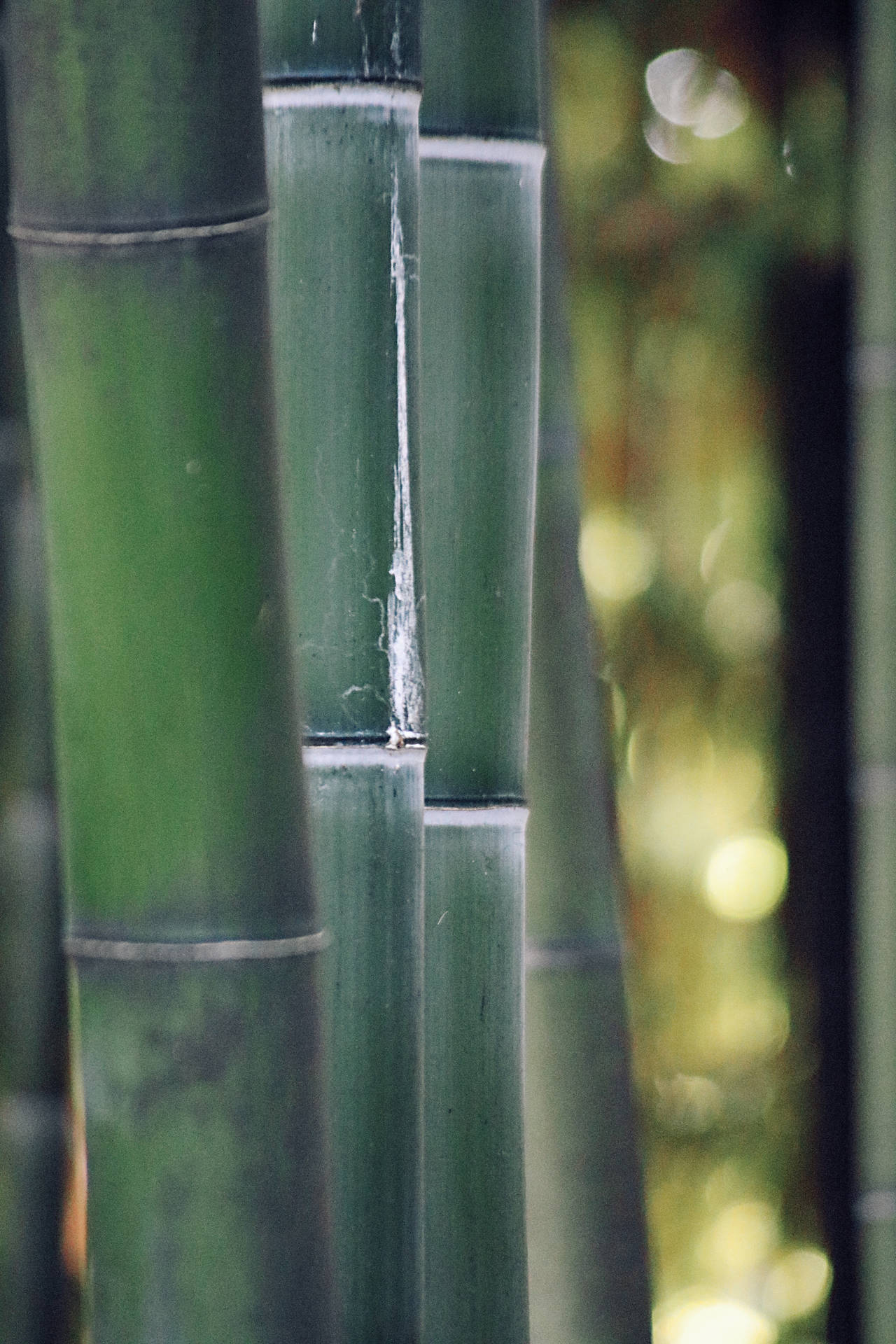 Selective Focus Bamboo Hd Wallpaper