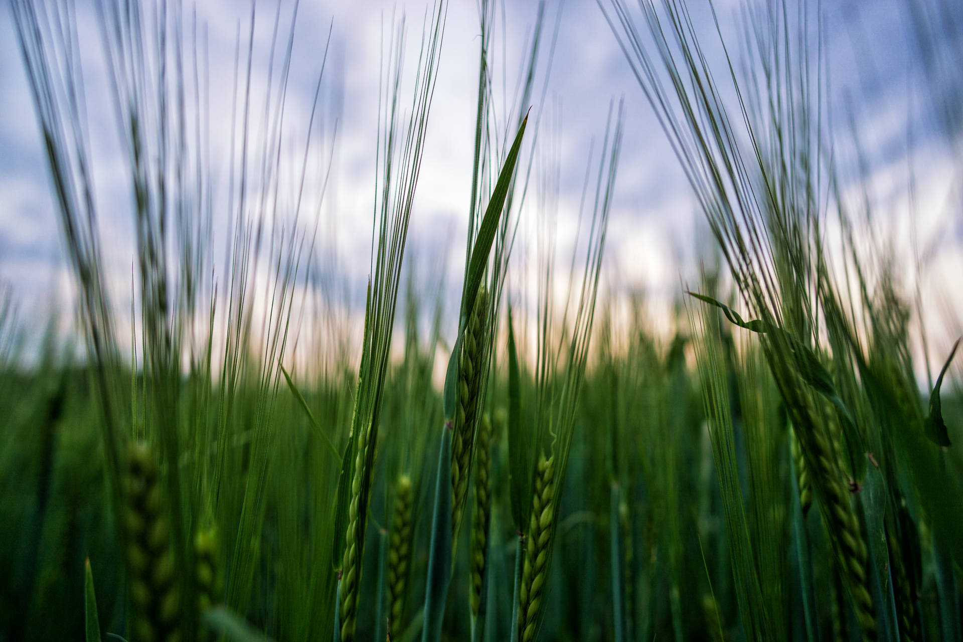 Selective Focus Deep Green Wheat Field Wallpaper