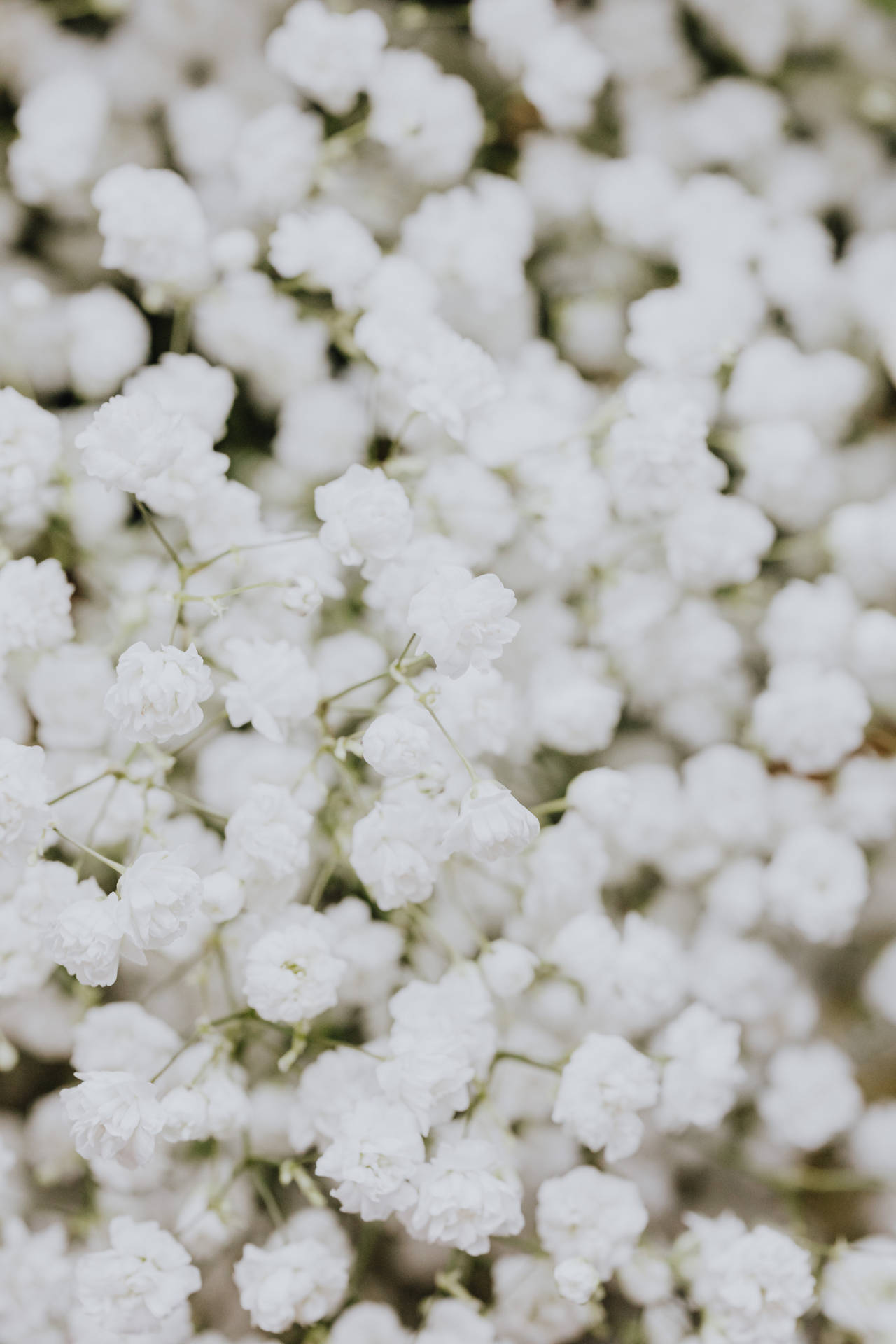 Enfoqueselectivo De Flores Blancas De Gypsophilia Fondo de pantalla