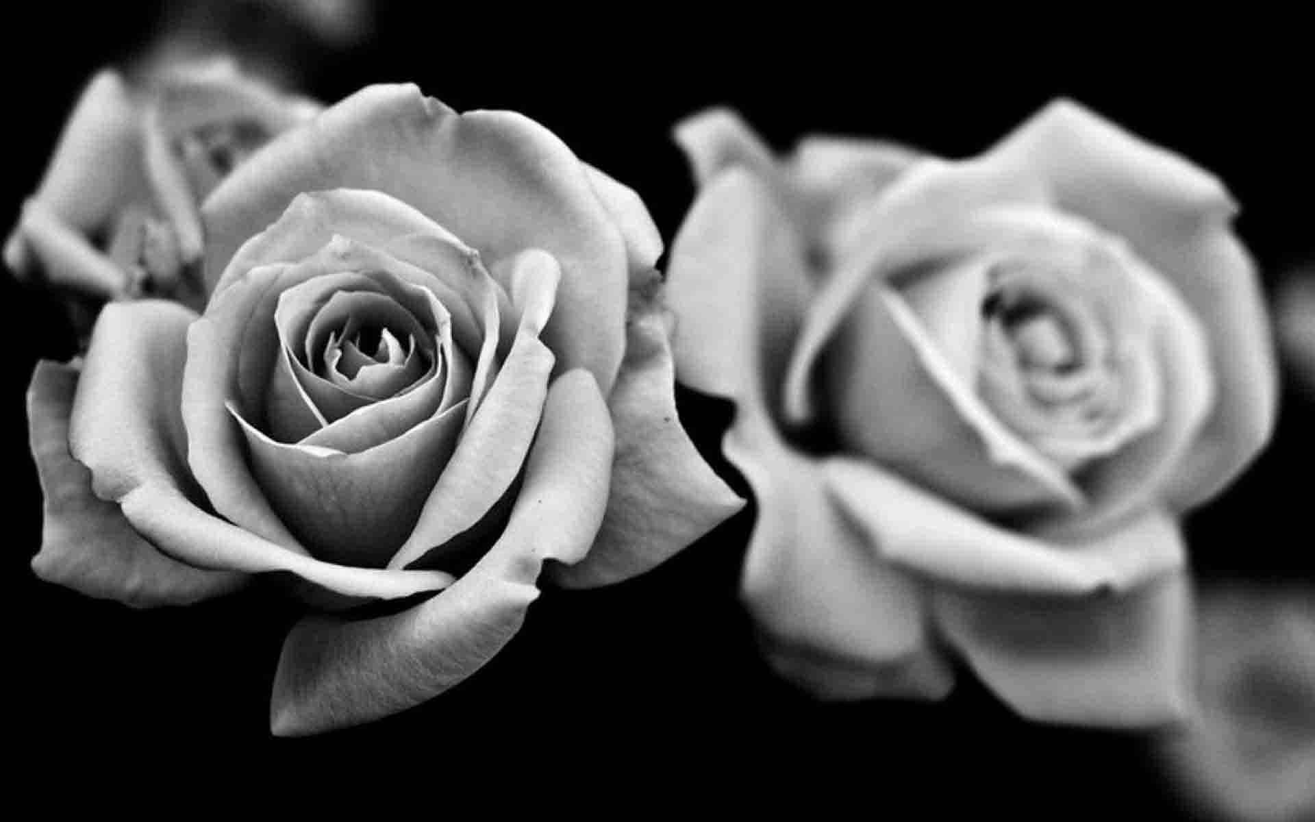Selective Focus Of Black And White Rose Wallpaper