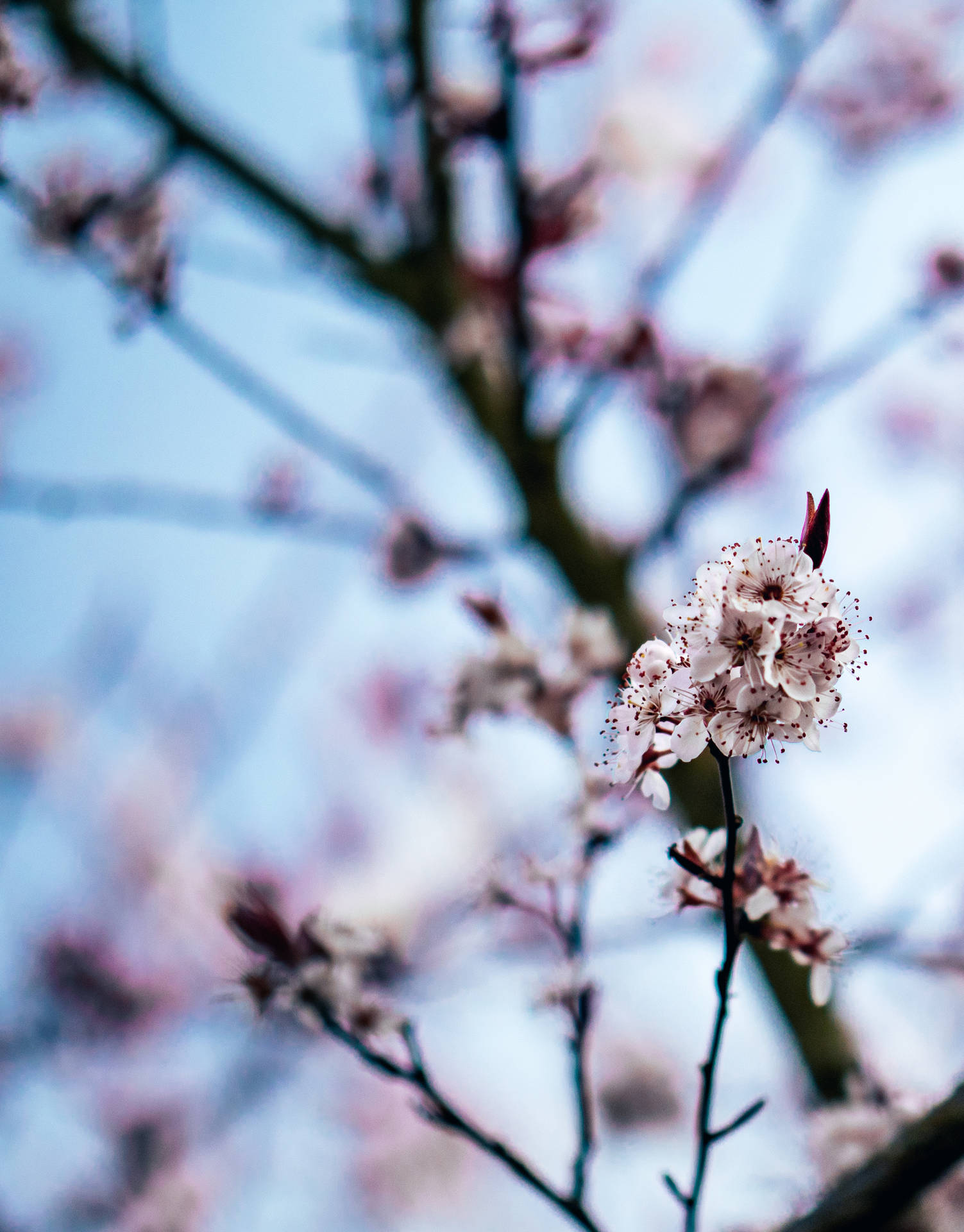 Selective Focus Photography Of A Pink Cherry Blossom Tree