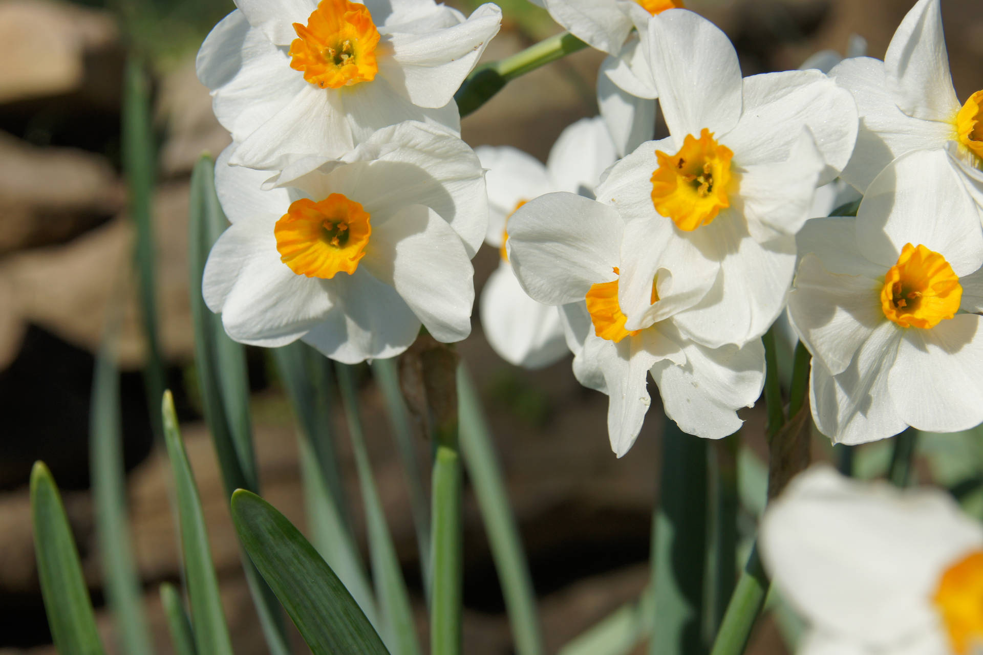 Selective Focus Shot Of White Daffodils