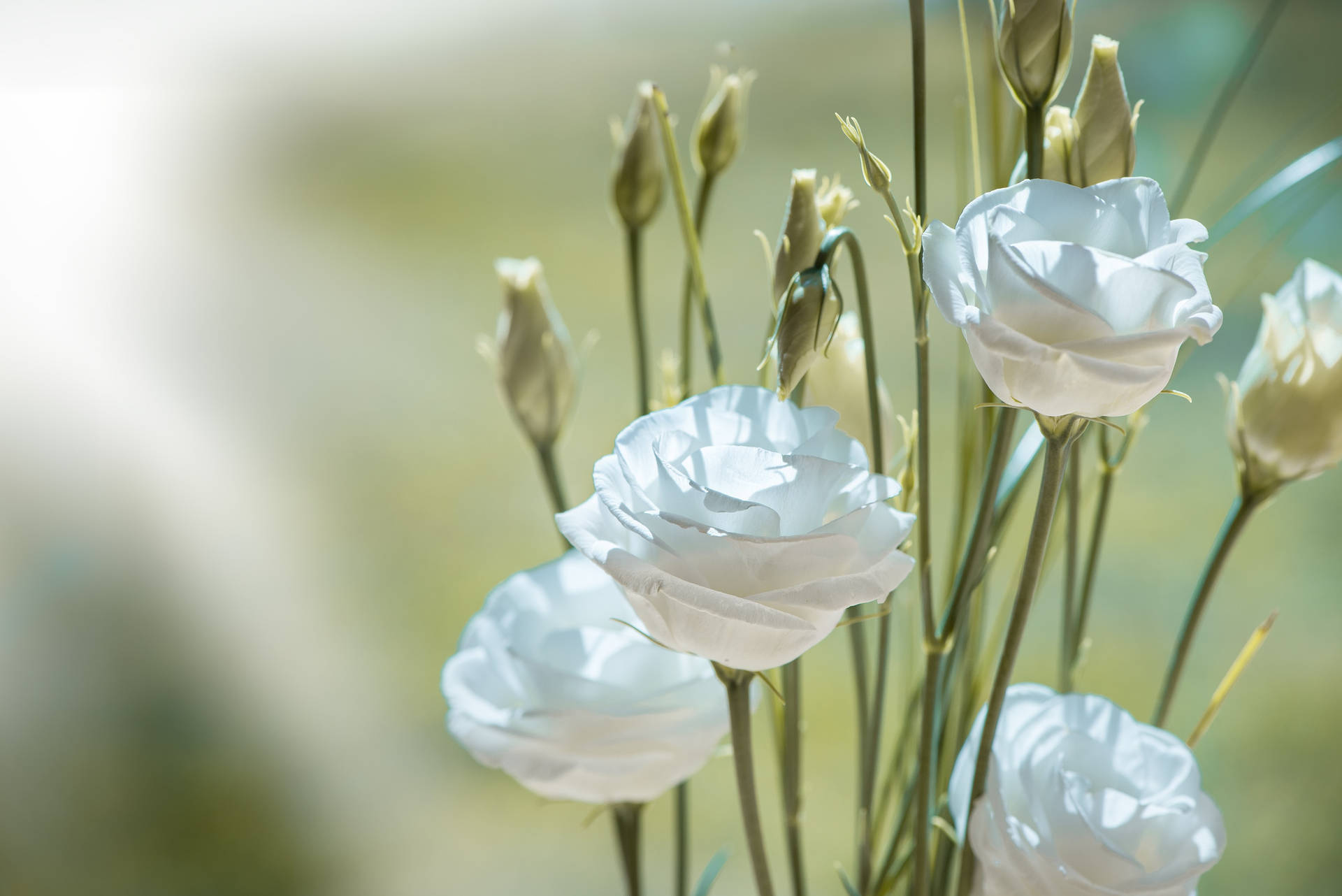 Fondosde Pantalla De Flores Blancas Con Enfoque Selectivo. Fondo de pantalla