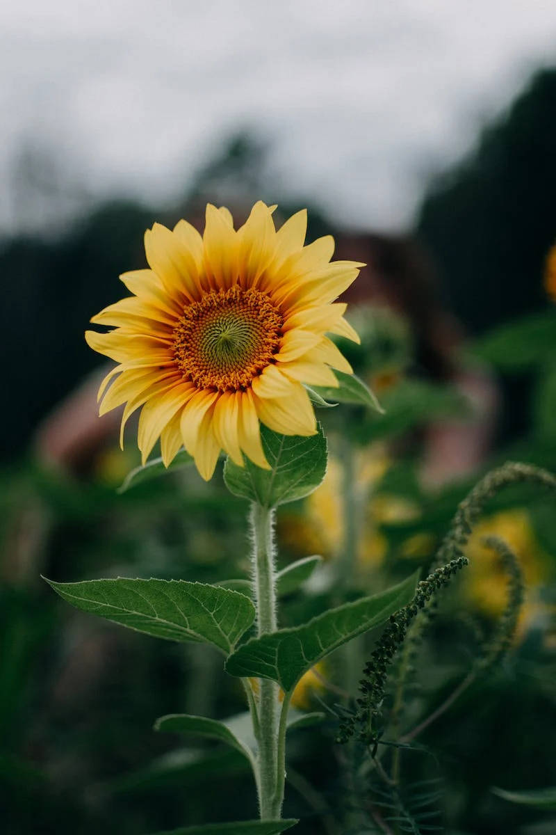 Selective Shot Of Sunflower Iphone Whatsapp Background