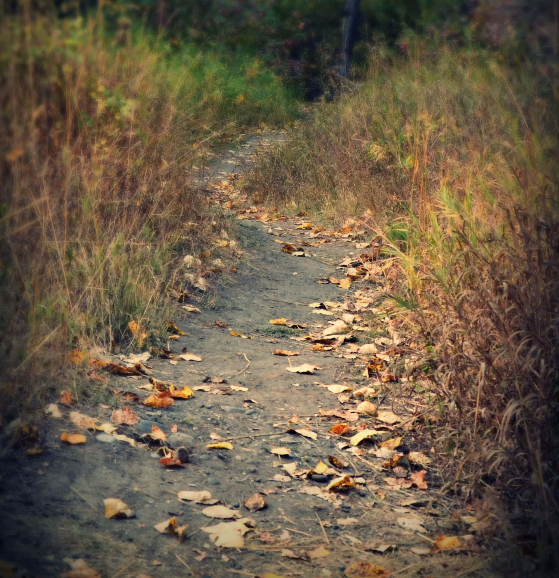 A Trail With Leaves On It