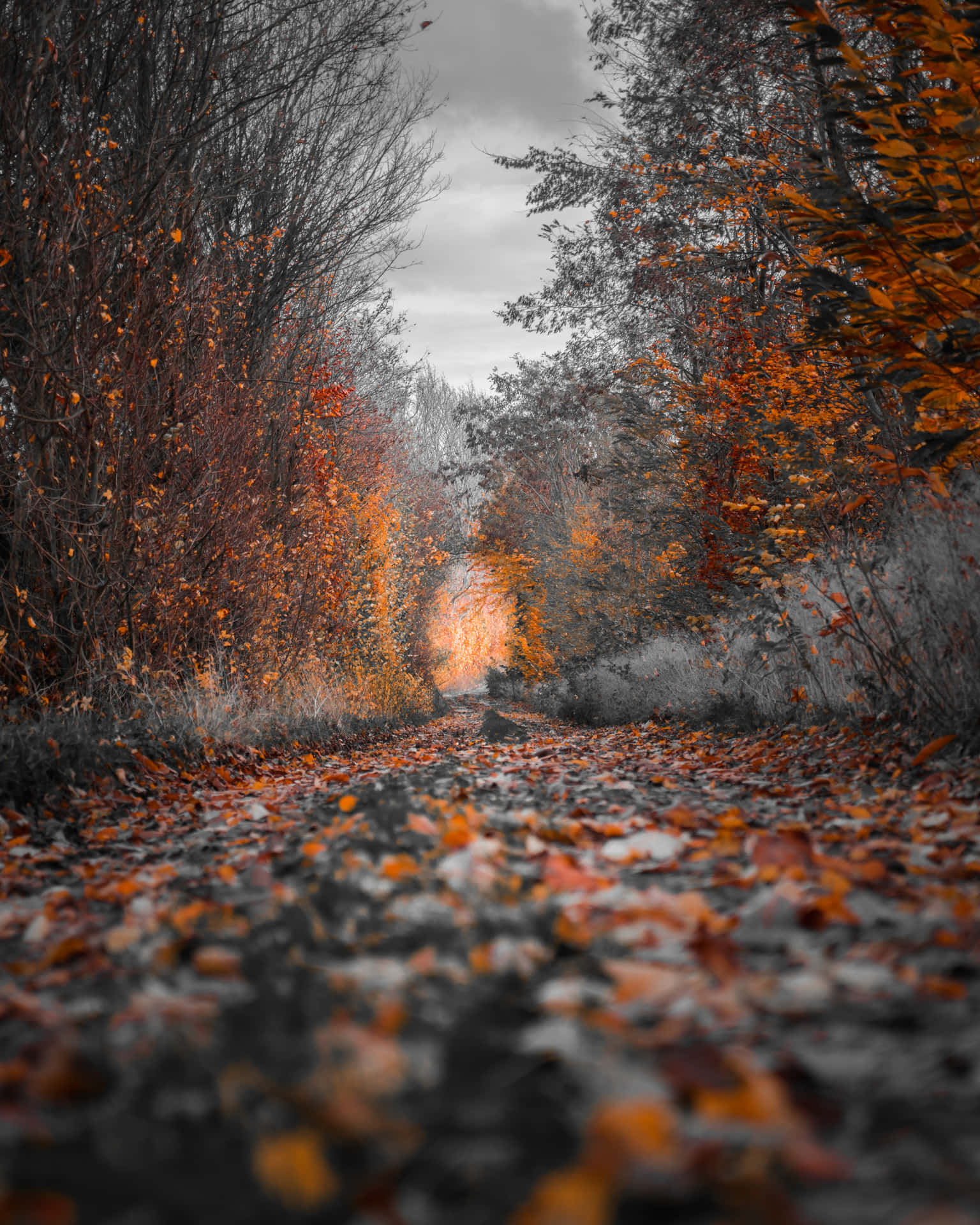 A Black And White Photo Of A Road With Leaves