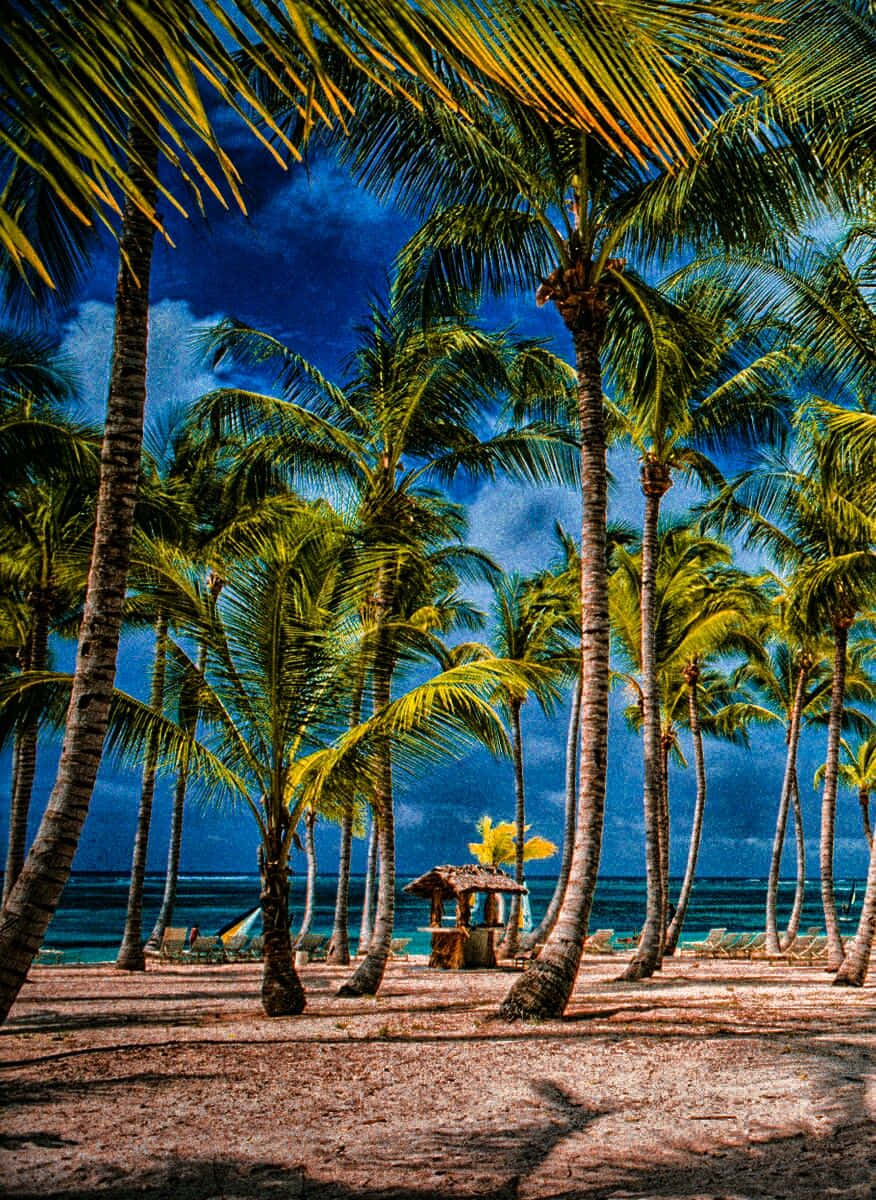 A Beach With Palm Trees And A Beach Chair