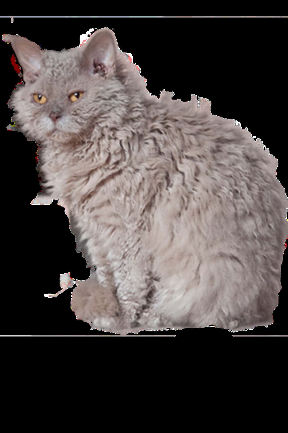 A beautiful and curly-coated Selkirk Rex cat lounging comfortably Wallpaper