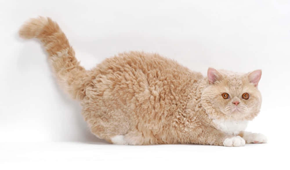 Adorable Selkirk Rex lounging on a soft bed Wallpaper