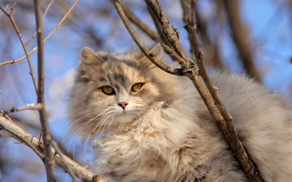 Adorable Selkirk Rex cat relaxing on a cozy blanket Wallpaper