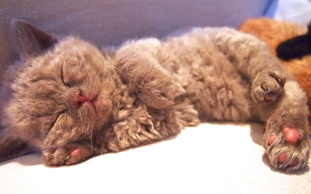 Adorable Selkirk Rex kitten relaxing on a cozy blanket Wallpaper