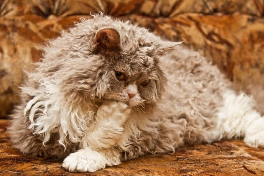 Adorable Selkirk Rex cat lounging on a wooden surface Wallpaper