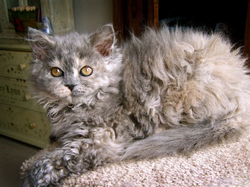 Caption: Curled Selkirk Rex Lounging on a Soft Blanket Wallpaper